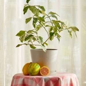 Variegated Pink Lemon Tree