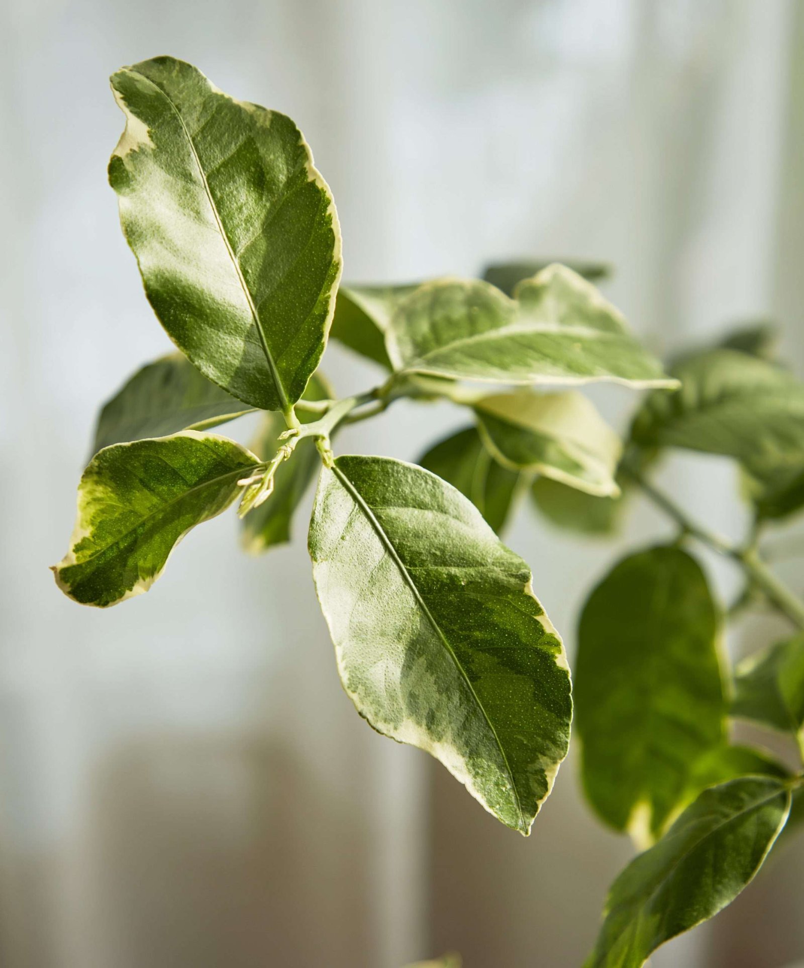 Variegated Pink Lemon Tree - Image 3