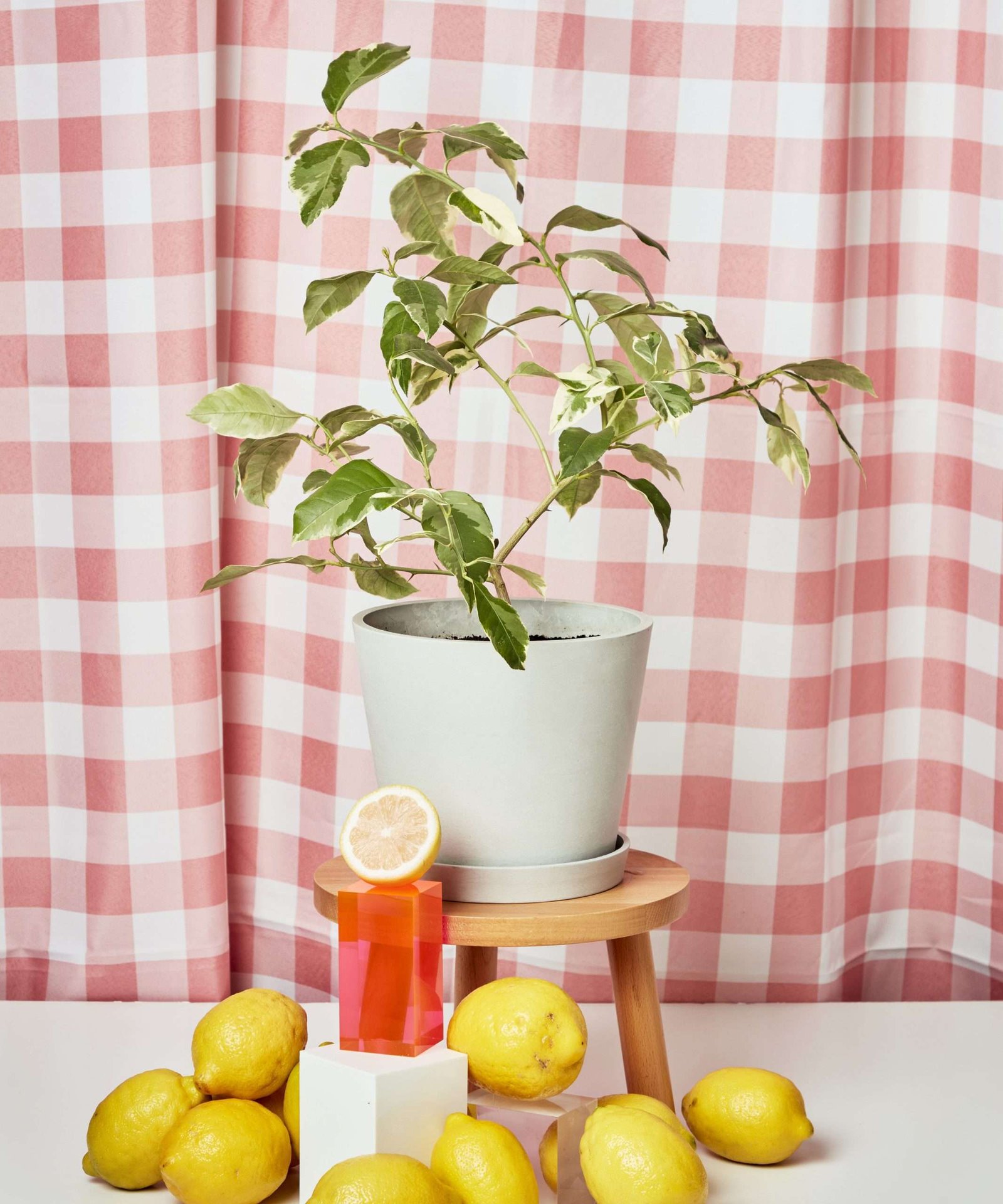 Variegated Pink Lemon Tree - Image 2