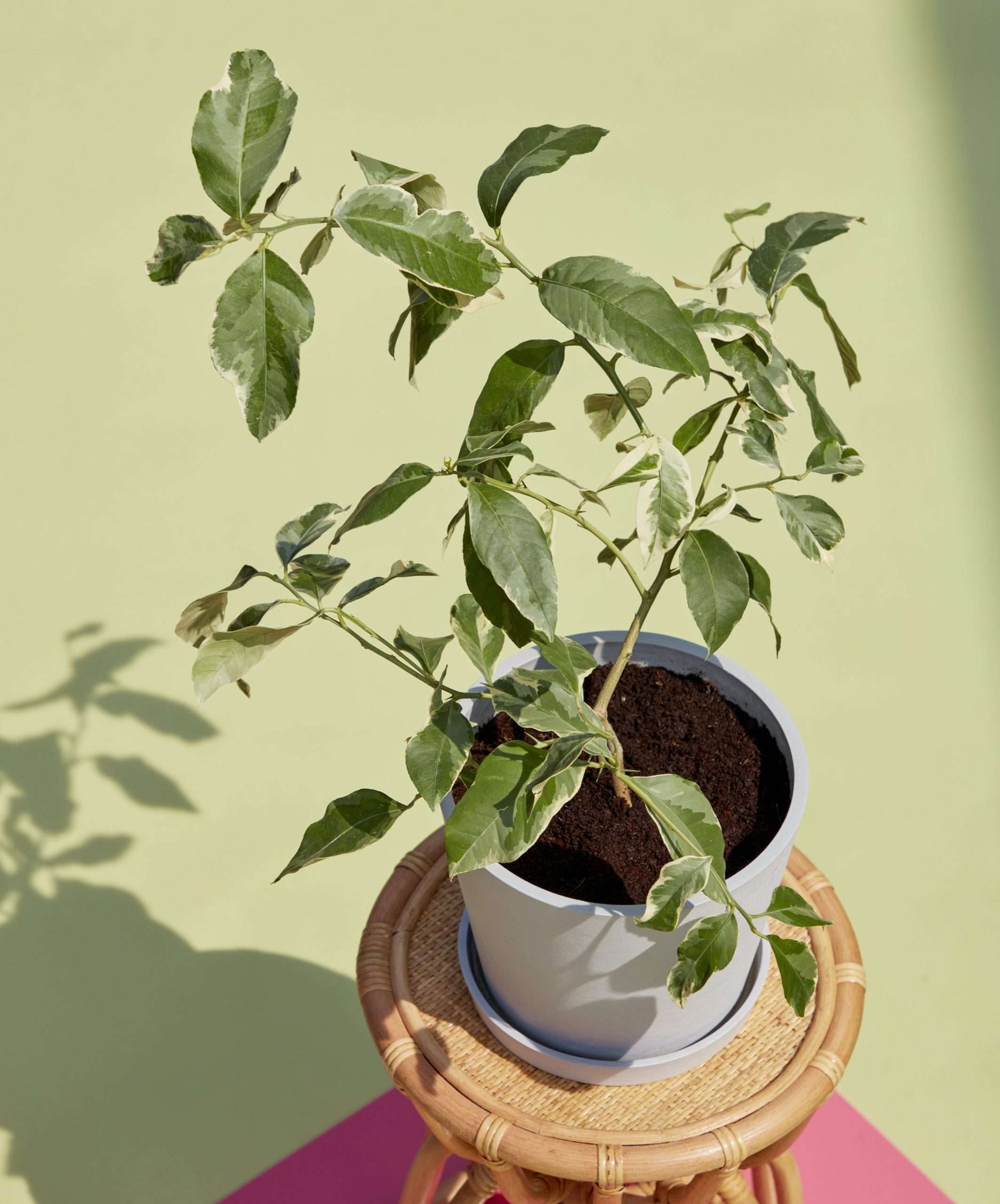 Variegated Pink Lemon Tree - Image 4