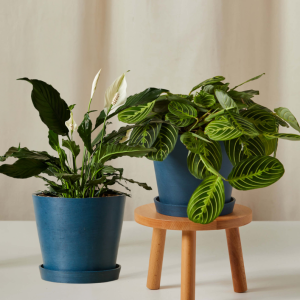 You Make Me Blossom Bundle