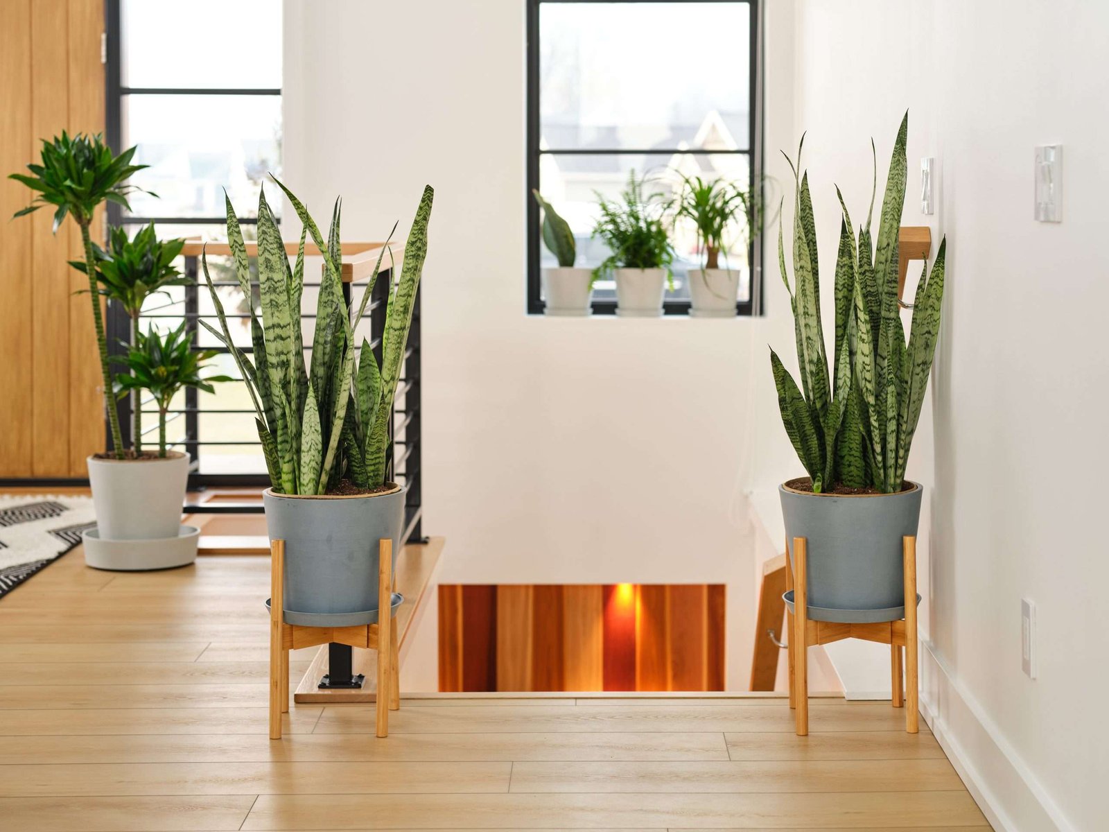 Sansevieria - Image 2