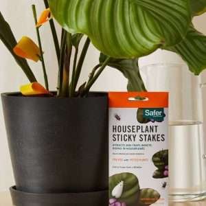 Houseplant Sticky Stakes