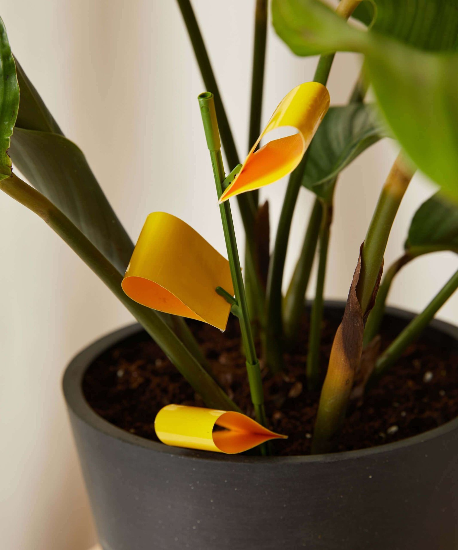 Houseplant Sticky Stakes - Image 2