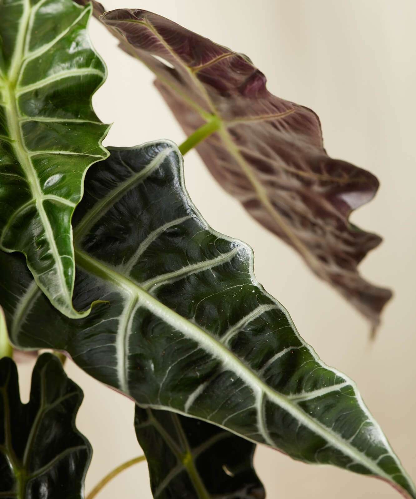 Alocasia Polly - Image 2