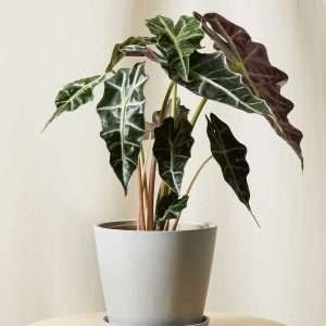 Alocasia Polly