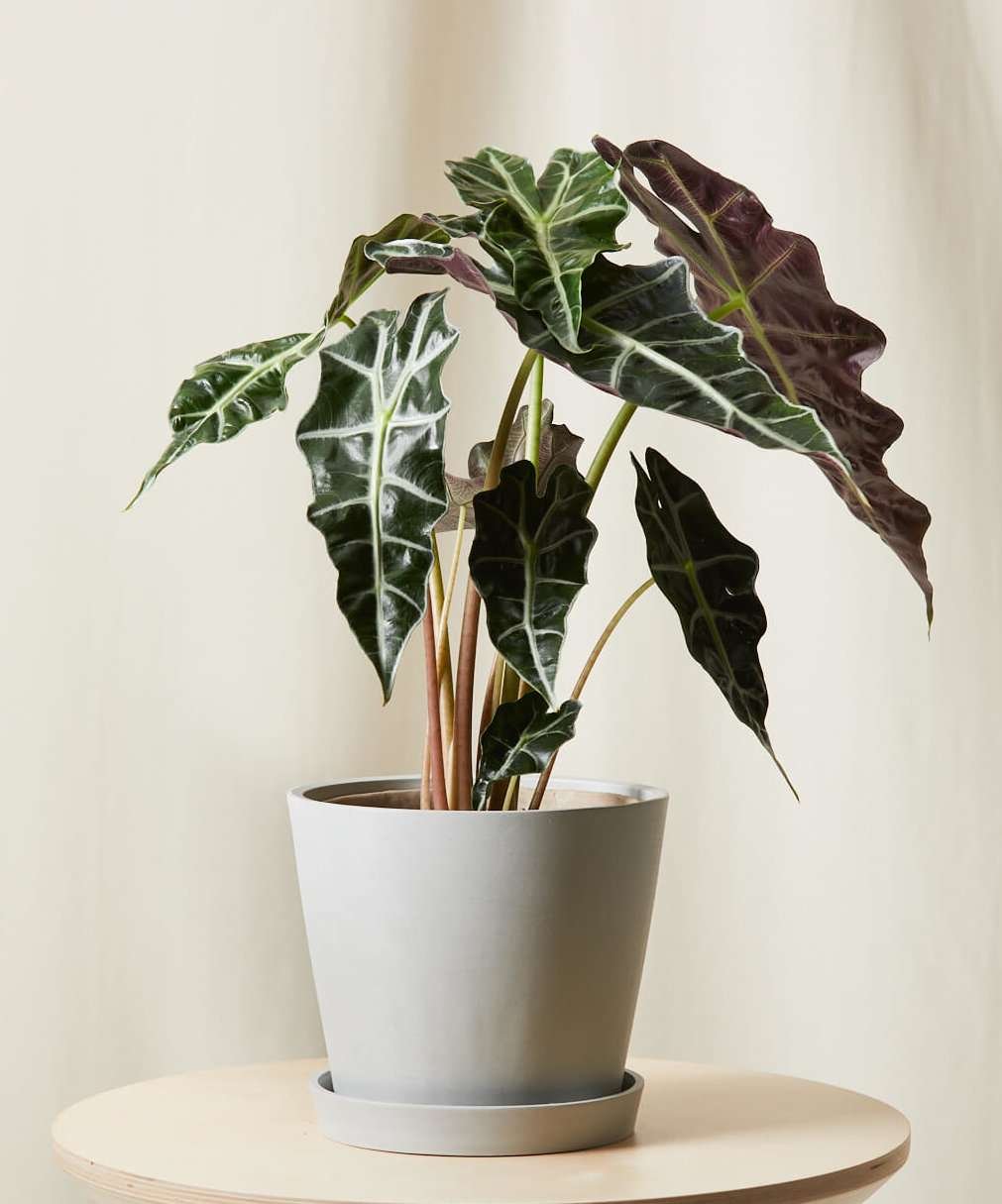 Alocasia Polly