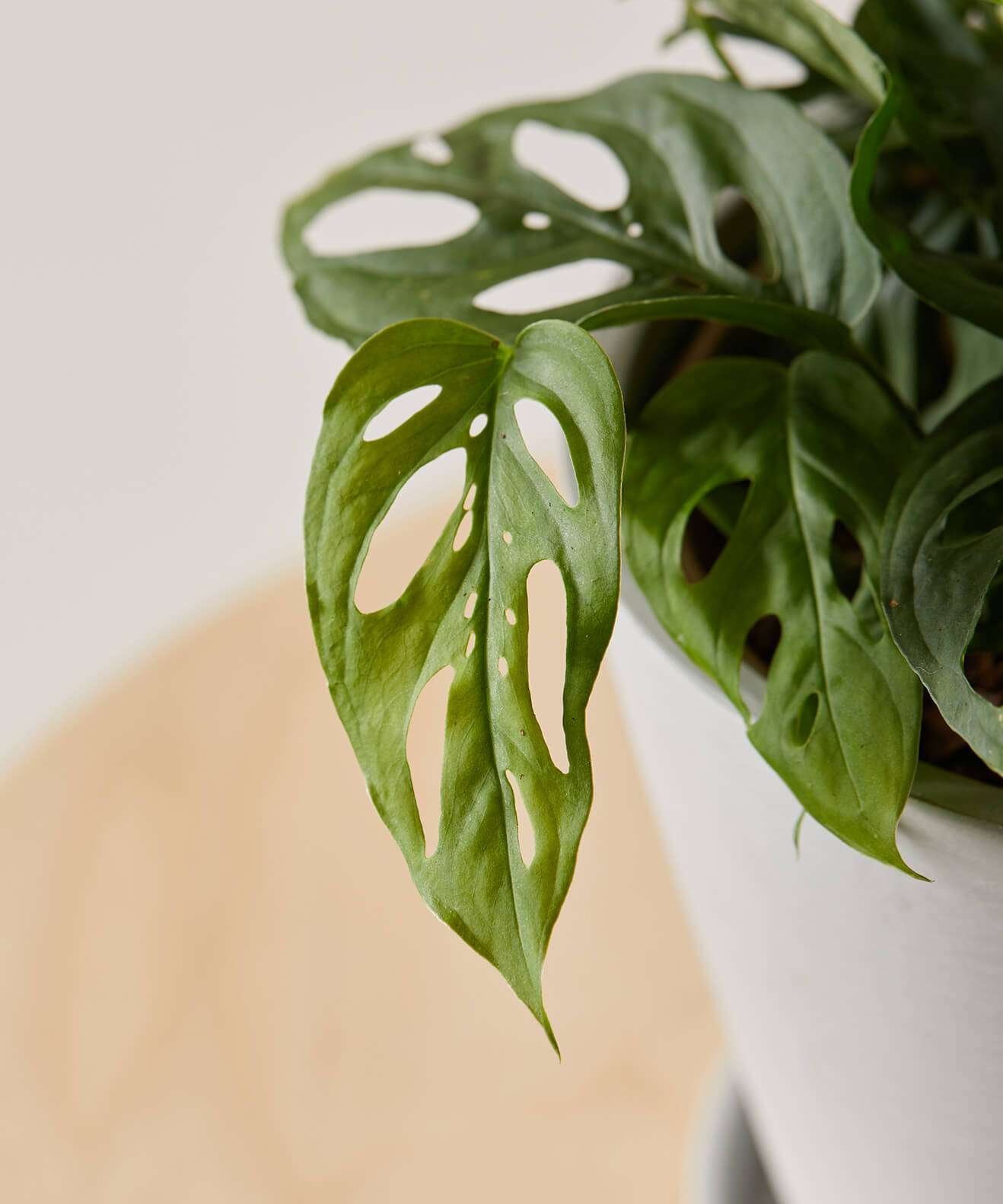 Monstera Adansonii - Image 2