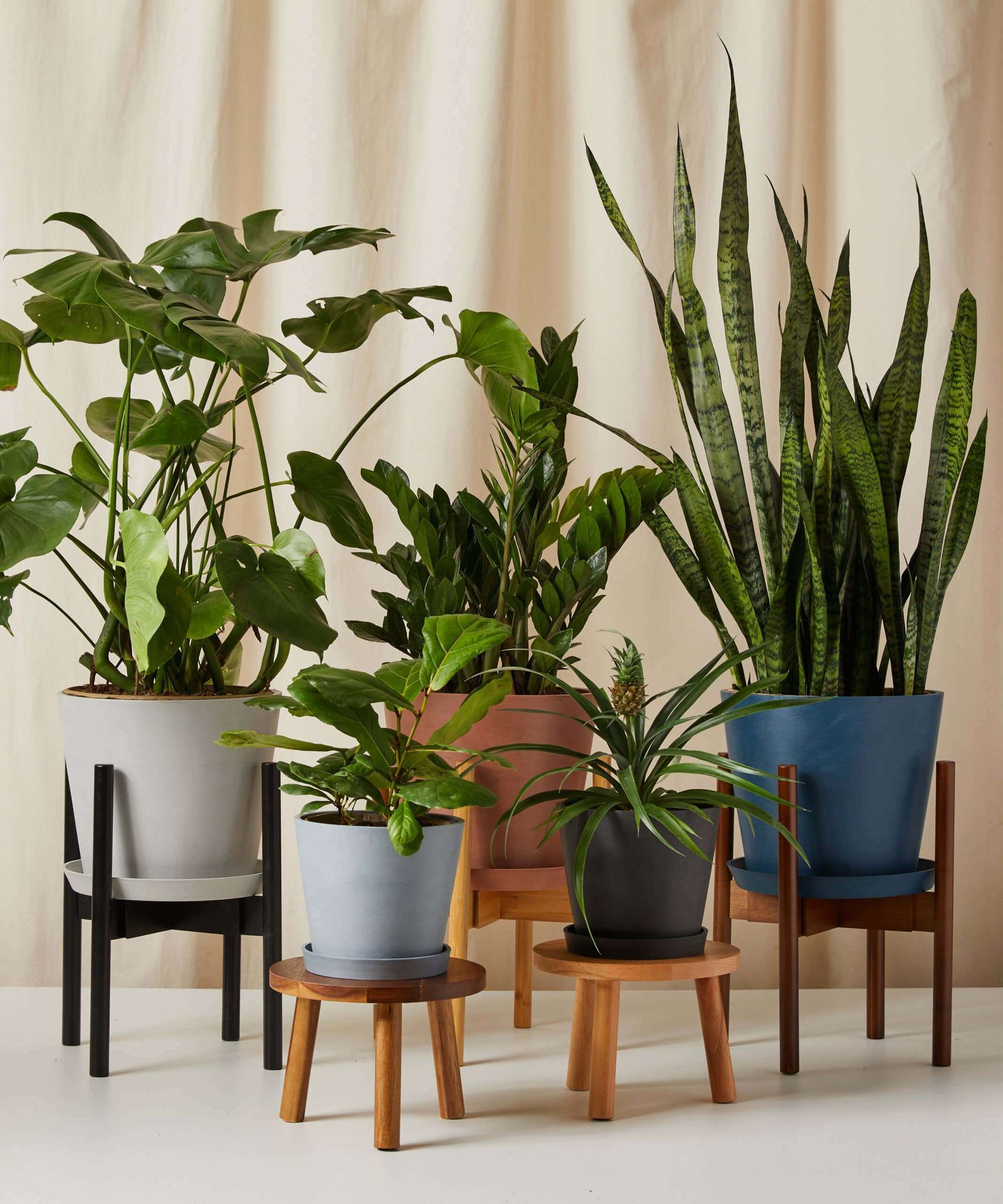 Sansevieria - Image 7