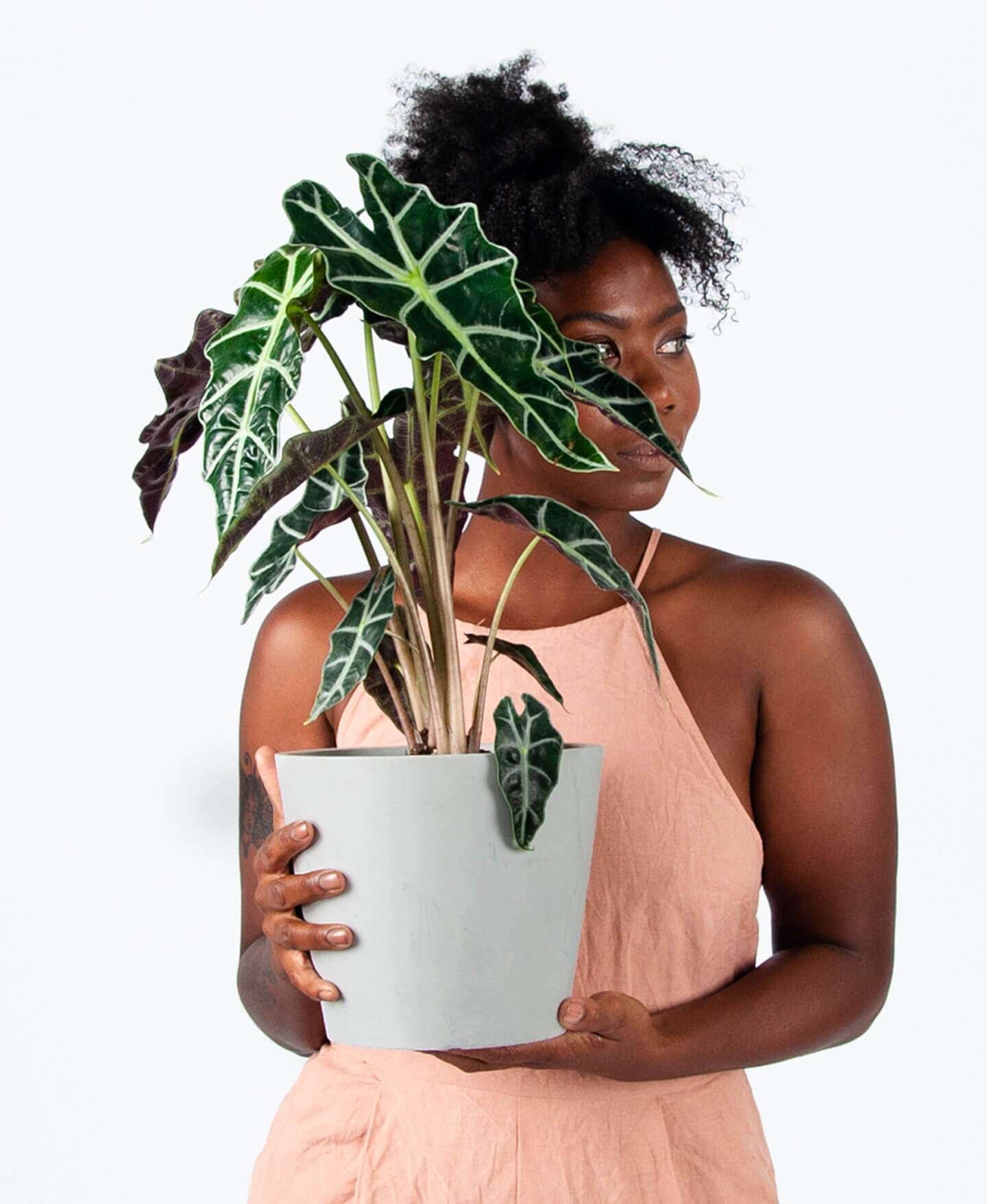 Alocasia Polly - Image 3