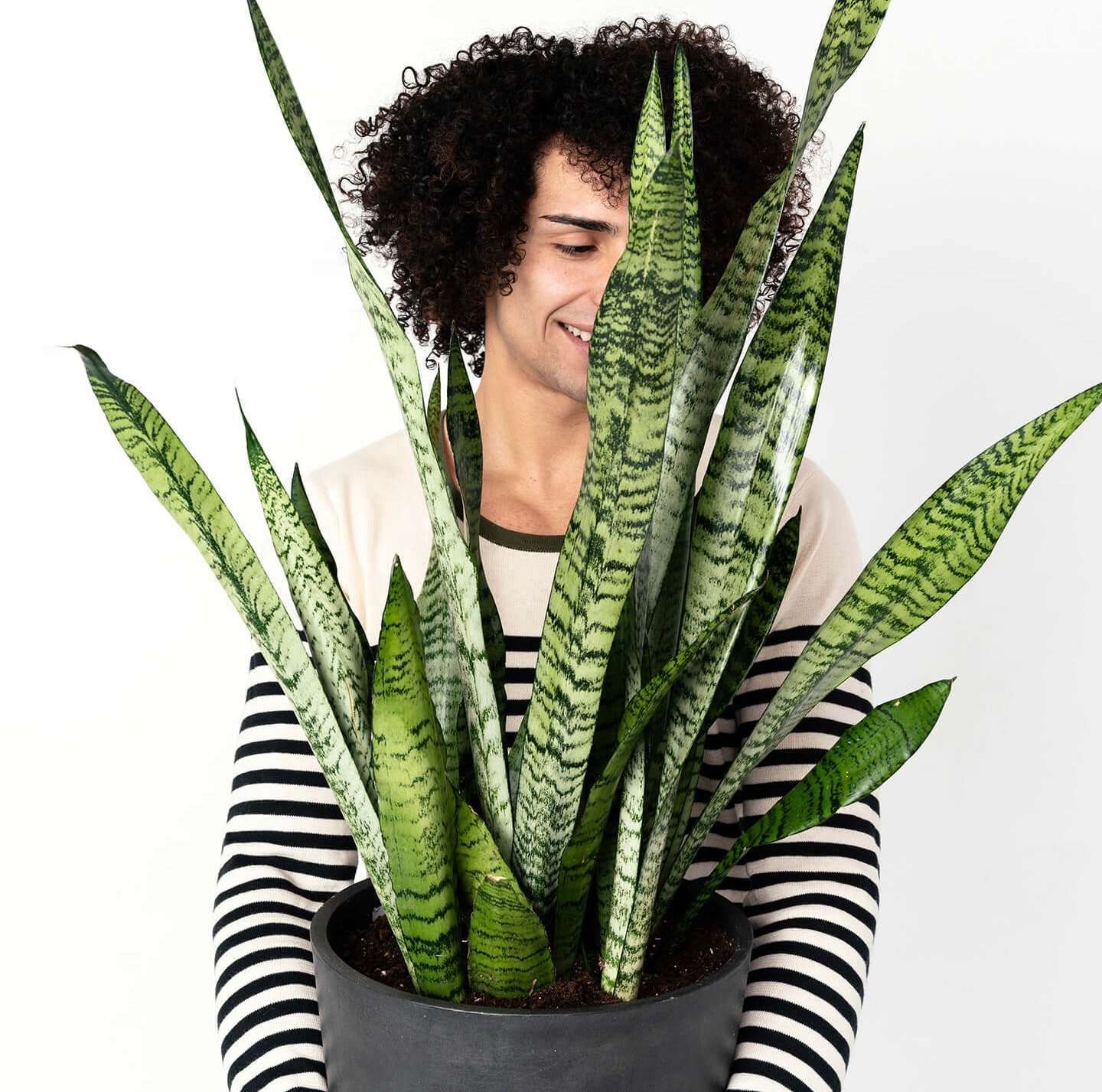 Sansevieria - Image 6