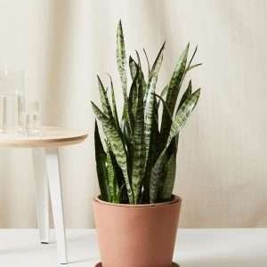 Sansevieria