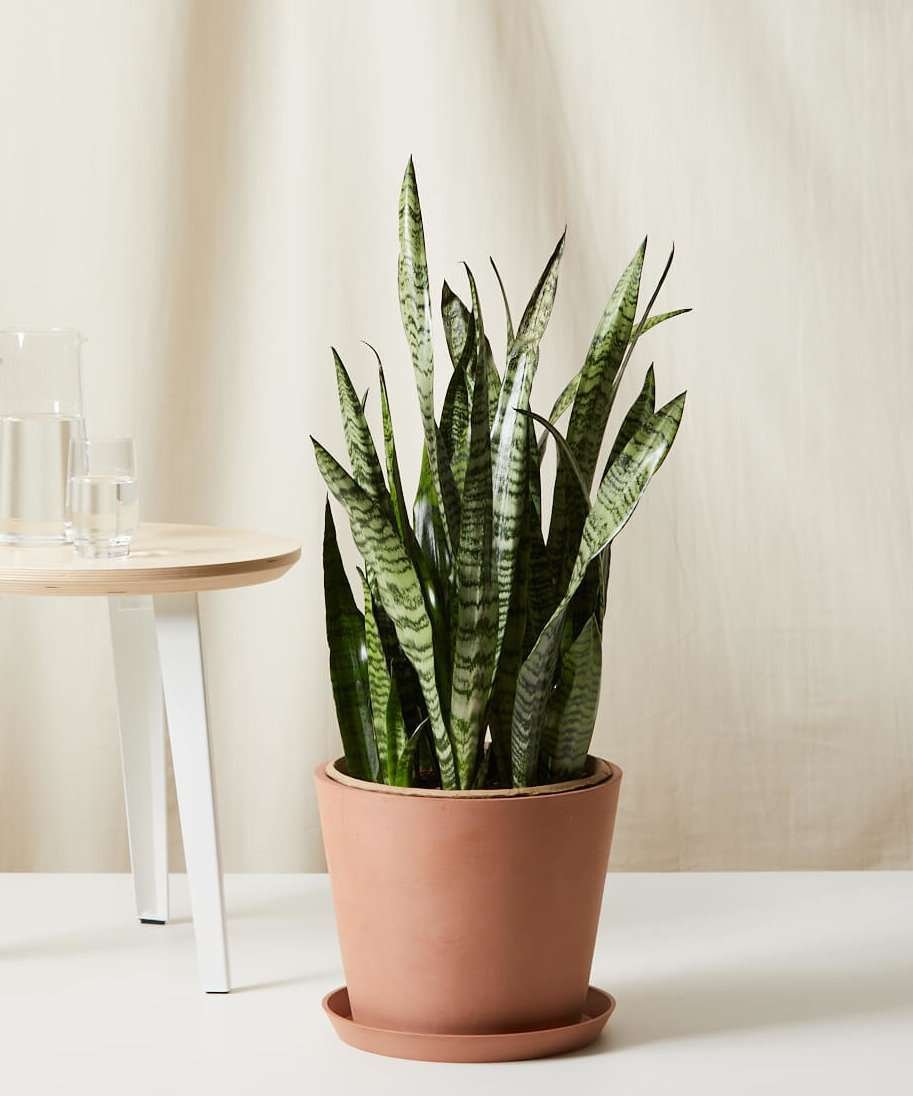 Sansevieria