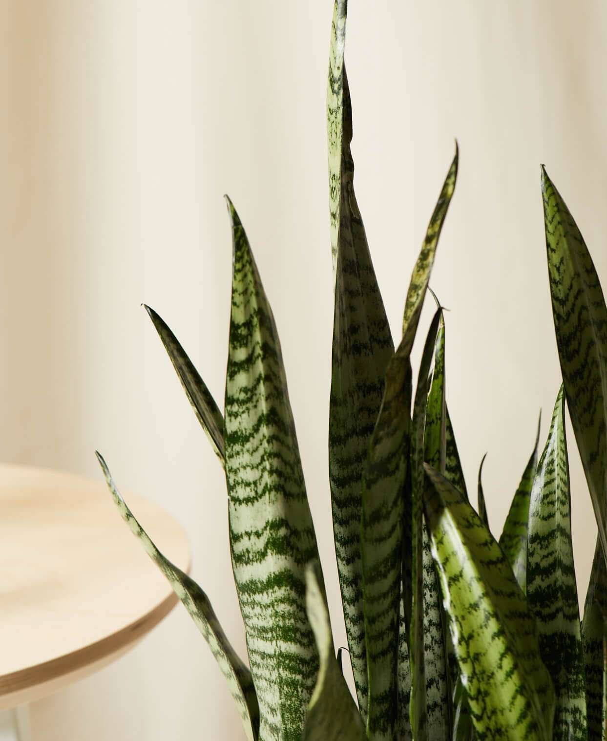 Sansevieria - Image 5