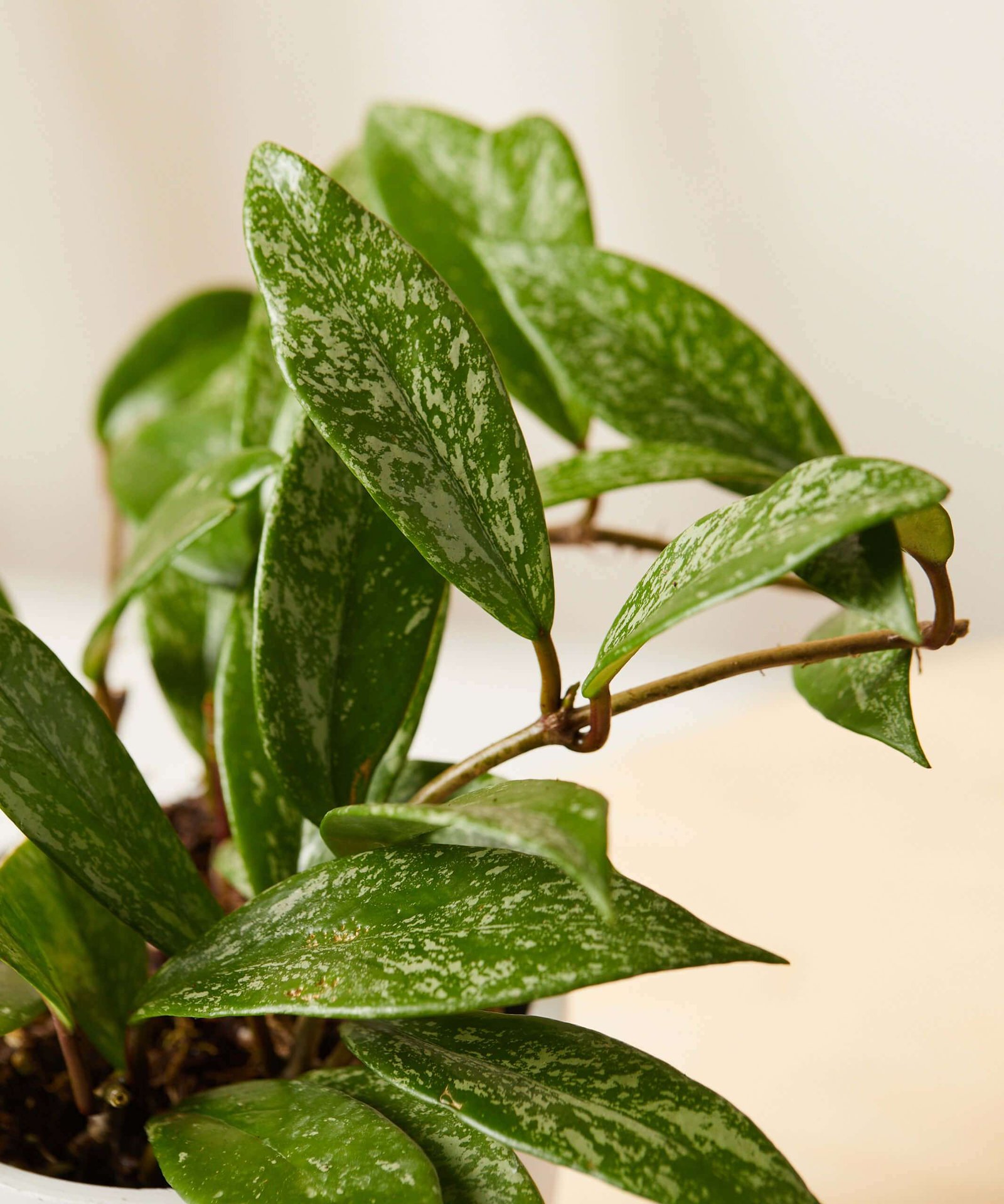 Tough Stuff Collection - Image 3