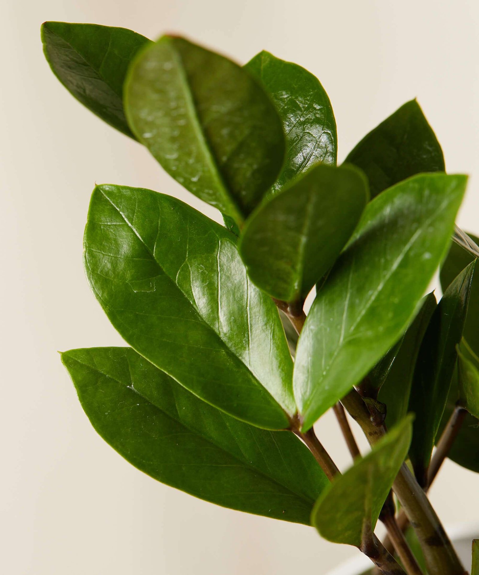 Tough Stuff Collection - Image 4