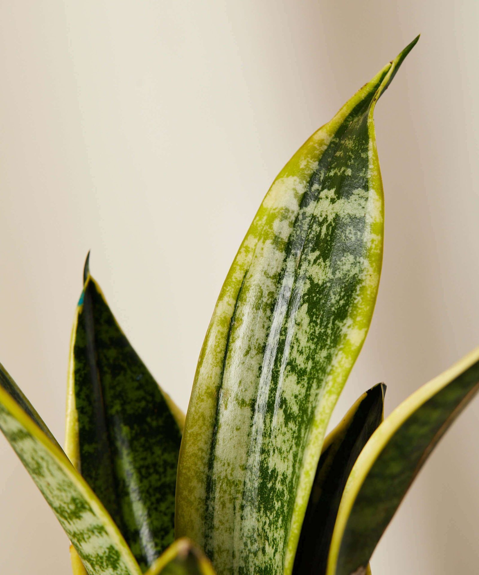 Tough Stuff Collection - Image 5