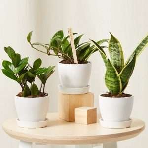 Tough Stuff Collection