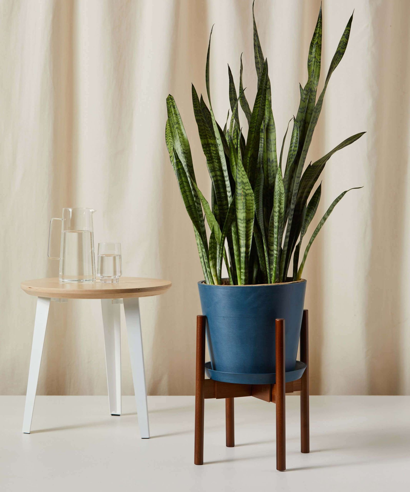 Sansevieria - Image 3