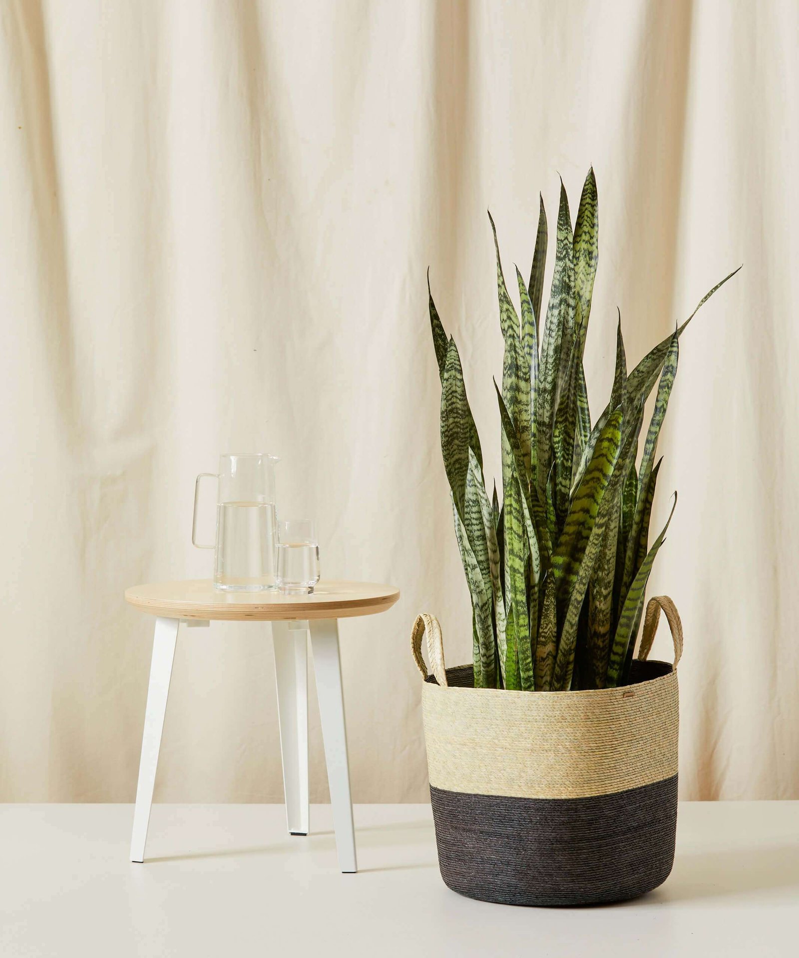 Sansevieria - Image 4