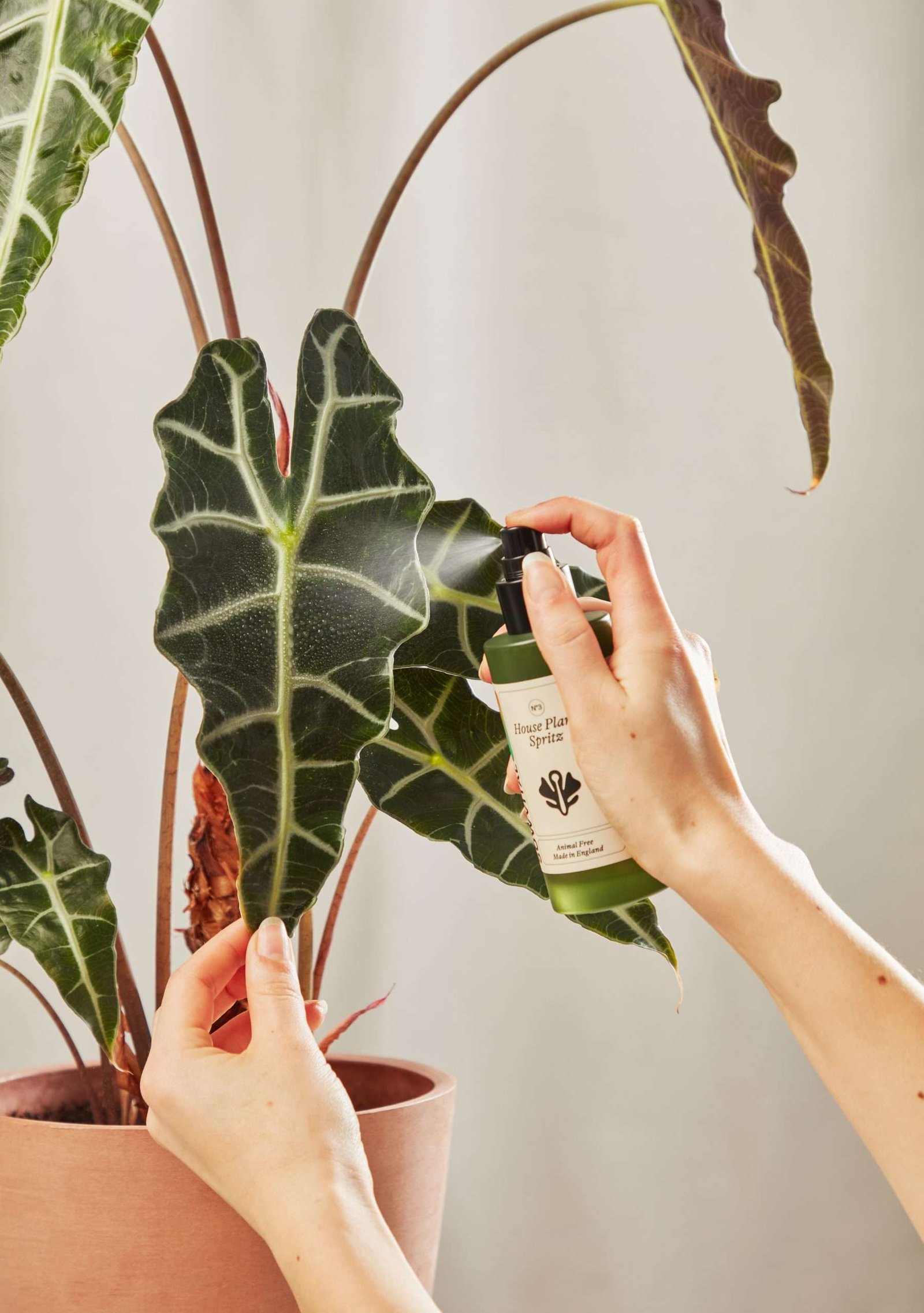 House Plant Spritz - Image 2